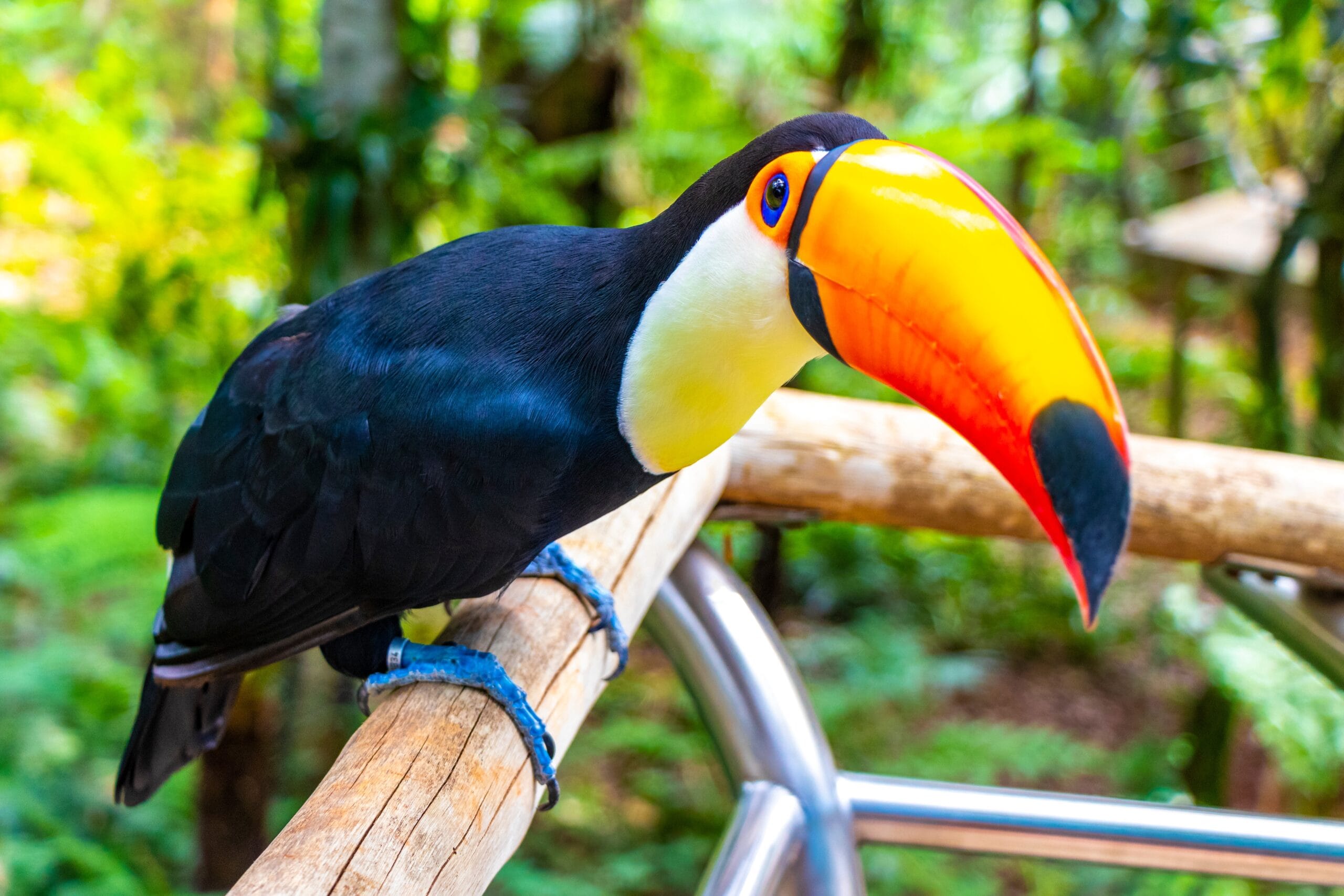 Toco,Toucan,Colorful,Bird,In,Tropical,Nature,Jungle,Forest,Birds