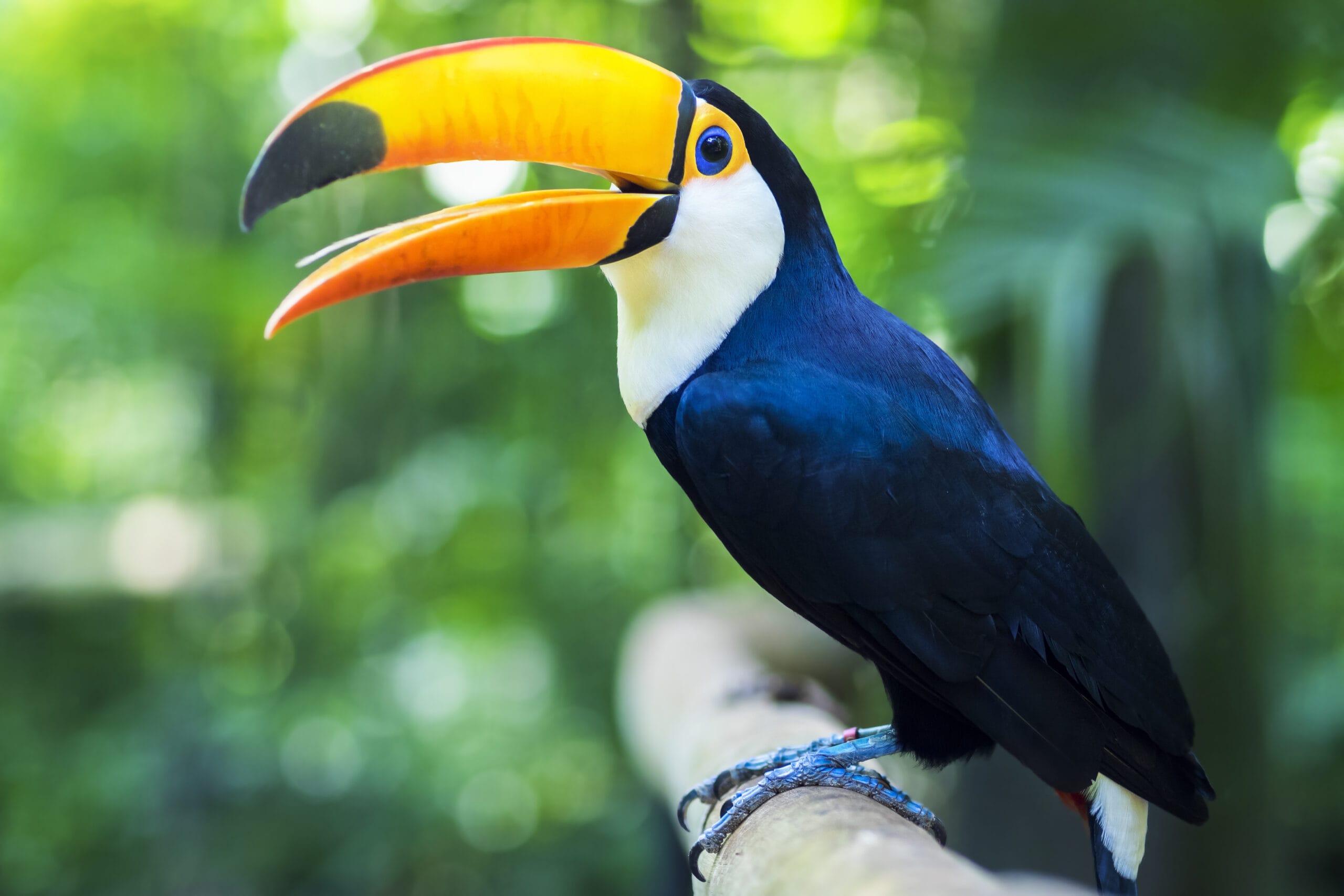 Exotic,Toucan,Bird,In,Natural,Setting,Near,Iguazu,Falls,In